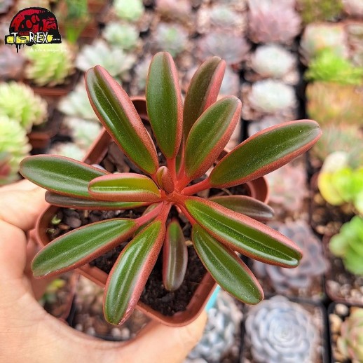 Muda De Suculenta Peperomia...