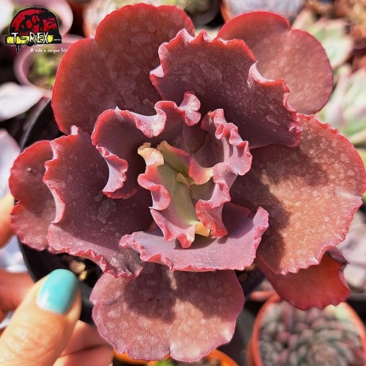 Muda De Suculenta...