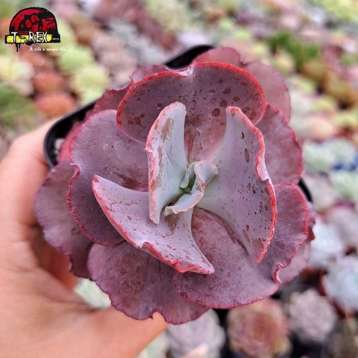 Muda De Suculenta...