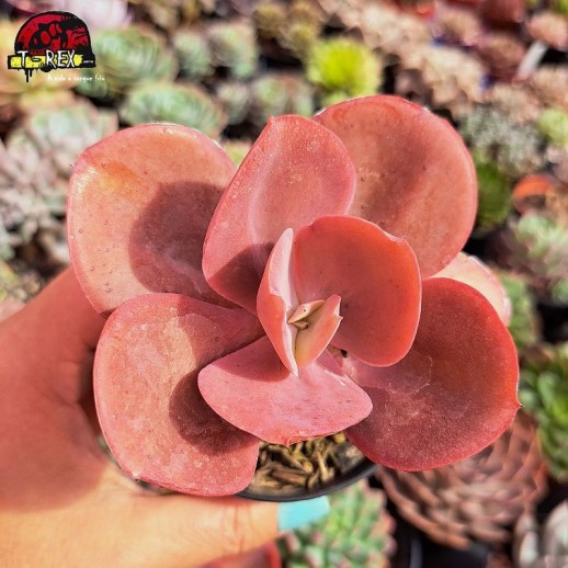 Muda De Suculenta...