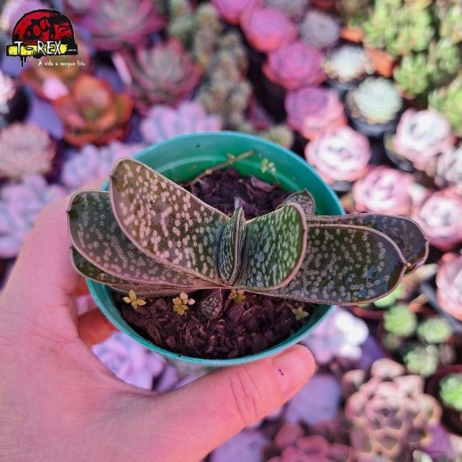 Muda De Suculenta Gasteria