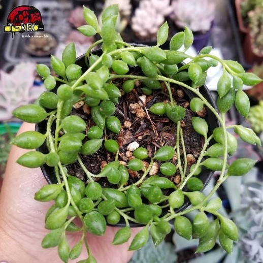 Muda De Suculenta Colar de...