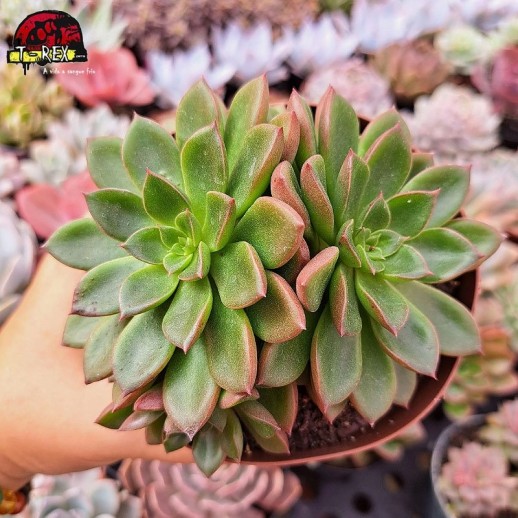 Muda De Suculenta Echeveria...