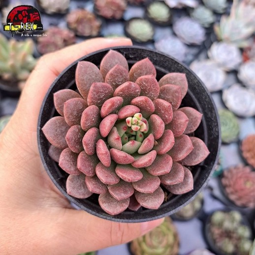 Muda De Suculenta...