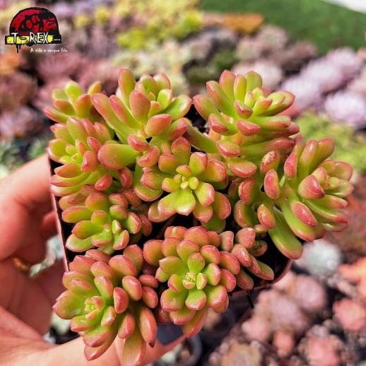 Muda De Suculenta Sedum...
