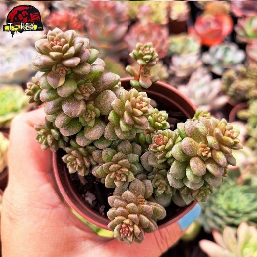 Muda De Suculenta...