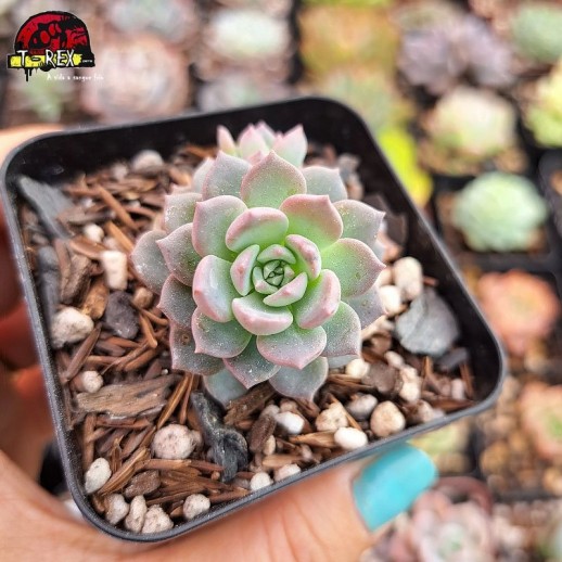 Muda De Suculenta Echeveria...
