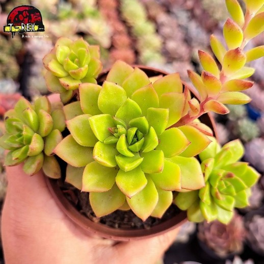 Muda De Suculenta Sedeveria...