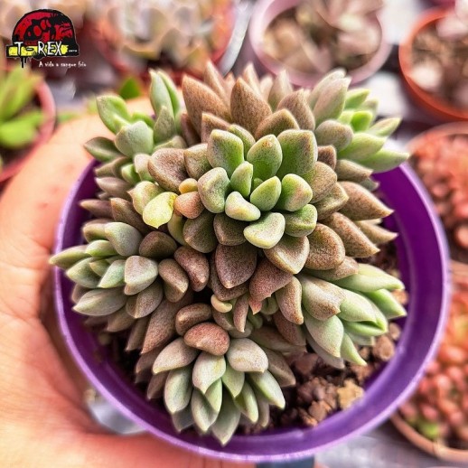 Muda De Suculenta...