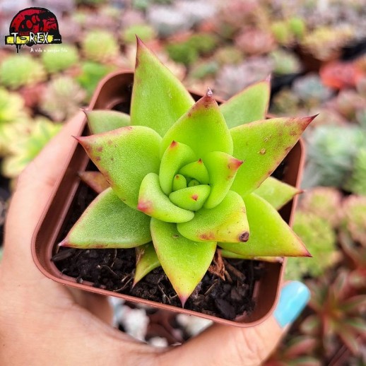 Muda De Suculenta Agavoides...