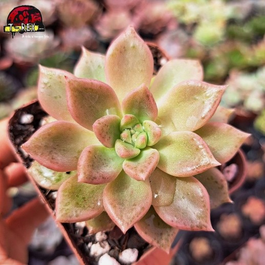 Muda De Suculenta...