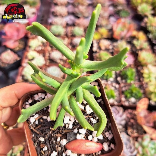 Muda De Suculenta...