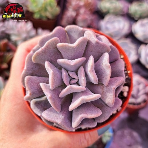 Muda De Suculenta Echeveria...