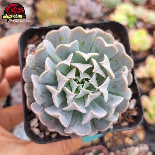 Muda De Suculenta Echeveria...