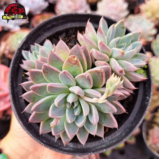 Muda De Suculenta...