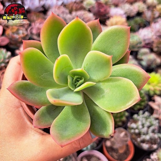 Muda De Suculenta Echeveria...