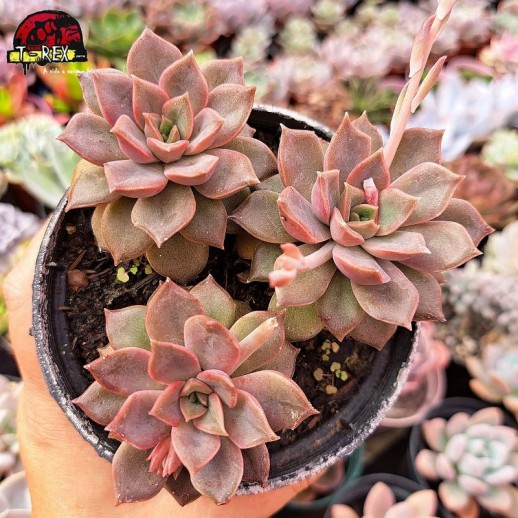 Muda De Suculenta Echeveria...