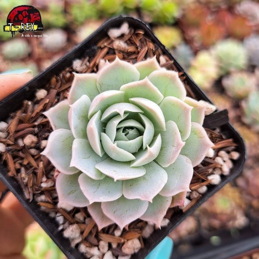 Muda De Suculenta Echeveria...