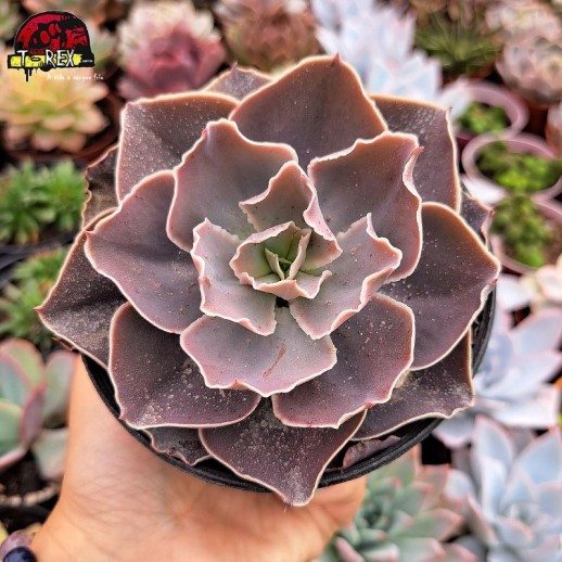 Muda De Suculenta Echeveria...