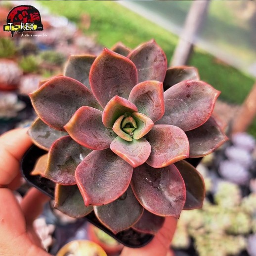 Muda De Suculenta...