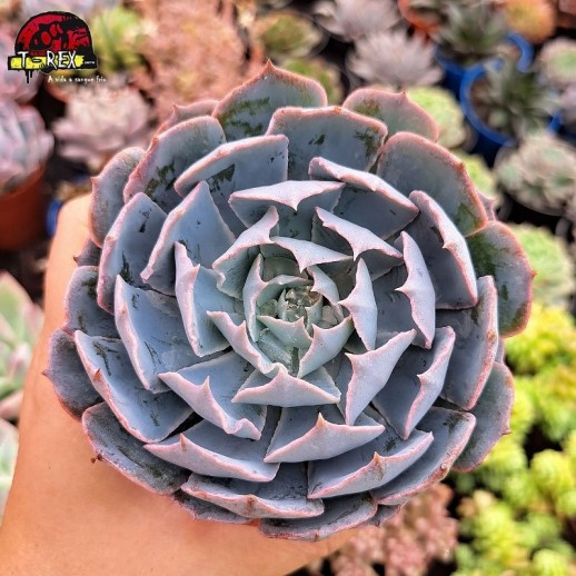Muda De Suculenta Echeveria...