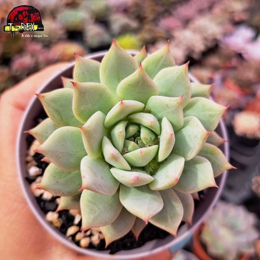 Muda De Suculenta Echeveria...