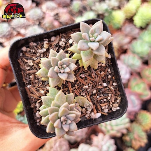 Muda De Suculenta Sedeveria...