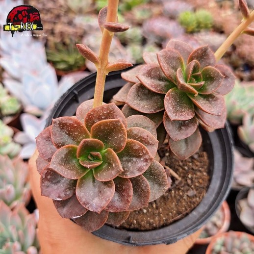 Muda De Suculenta Echeveria...