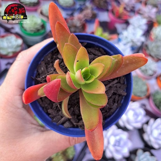 Muda De Suculenta Crassula...