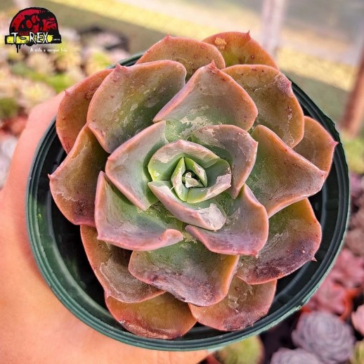 Muda De Suculenta Echeveria...