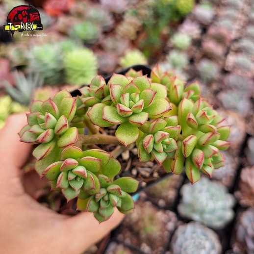 Muda De Suculenta Echeveria...