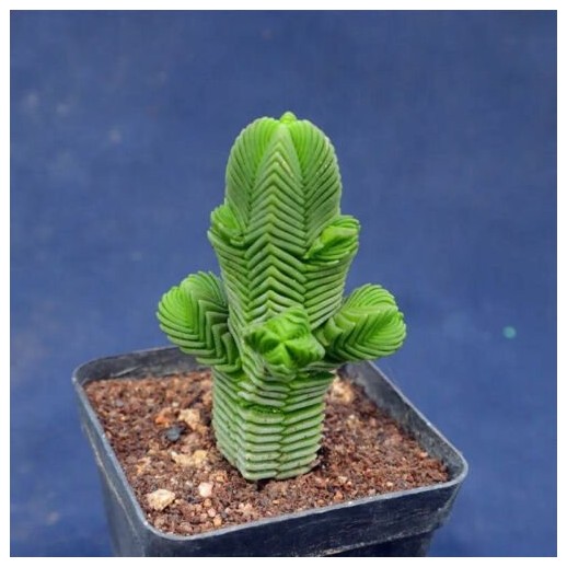 Muda De Suculenta Crassula...