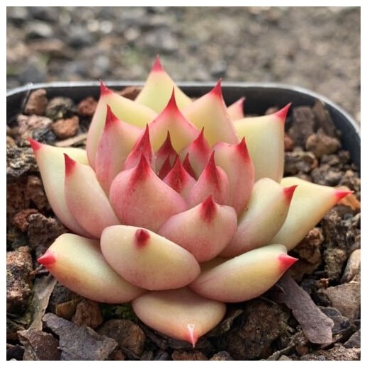 Muda De Suculenta Adquira a...