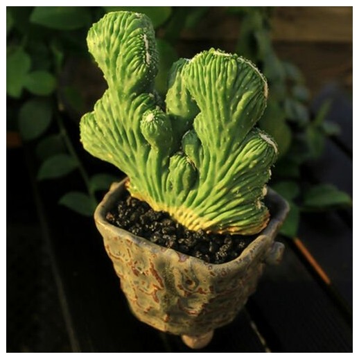 Muda de cacto cactaceae...