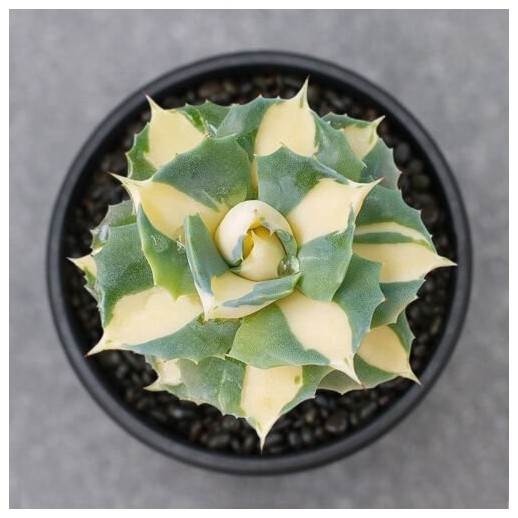 Muda de suculenta...