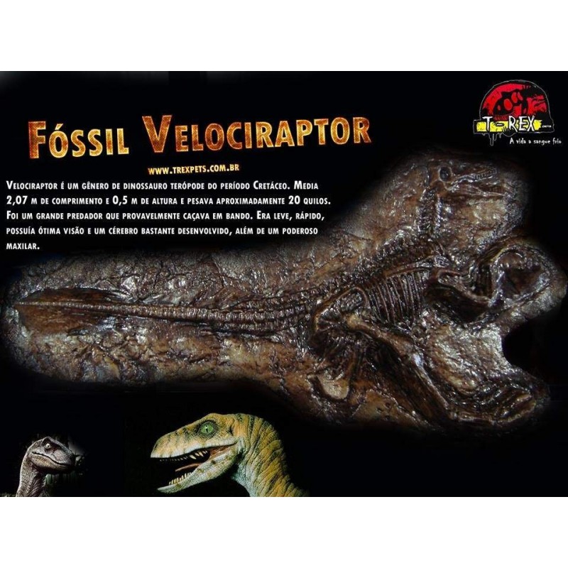 Fóssil Tyrannosaurus rex