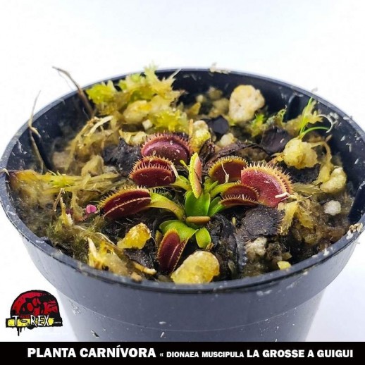 planta carnivora rara loja