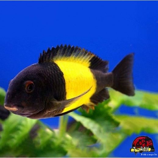 TROPHEUS MOORII IKOLA...