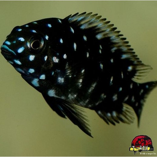 TROPHEUS DUBOISI