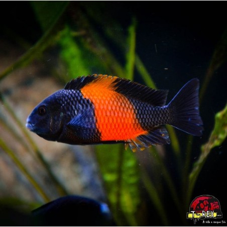 TROPHEUS MOORII BEMBA RED