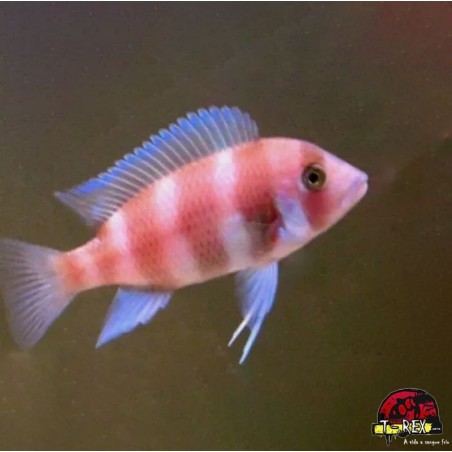 CYNOTILAPIA FRONTOSA RED