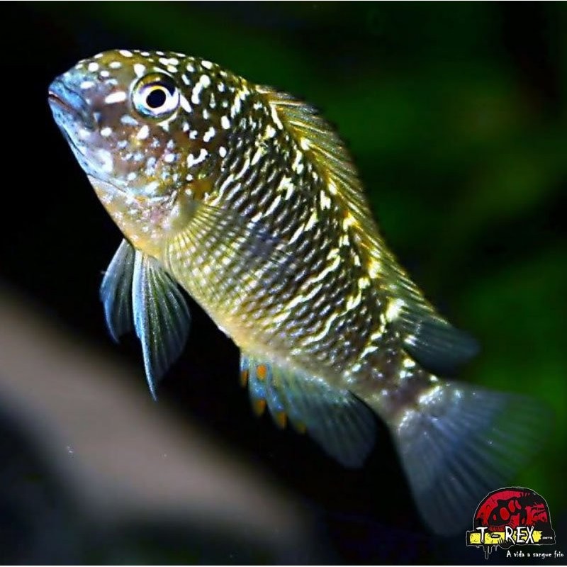 TROPHEUS MOORI MURAGO 3 A 4 cm