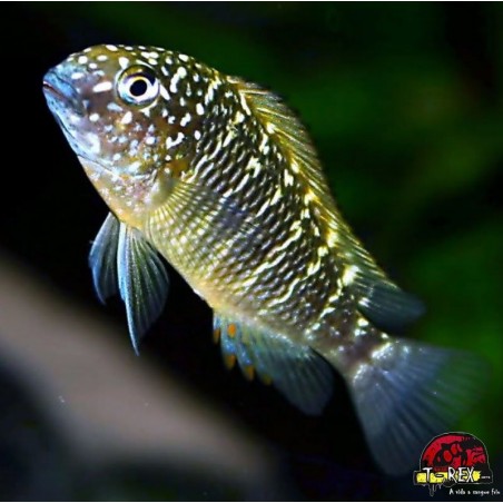 TROPHEUS MOORI MURAGO 3 A 4 cm