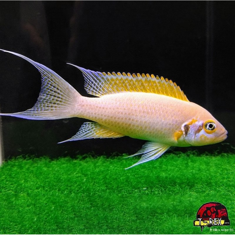 LAMPROLOGUS DAFFODIL