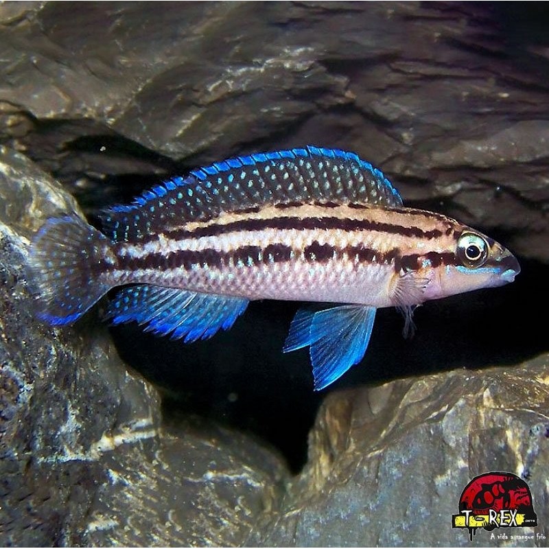 JULIDOCHROMIS DICKFELD