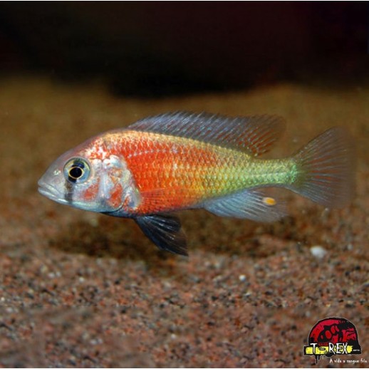 HAPLOCHROMIS HIPPO POINT SALMON