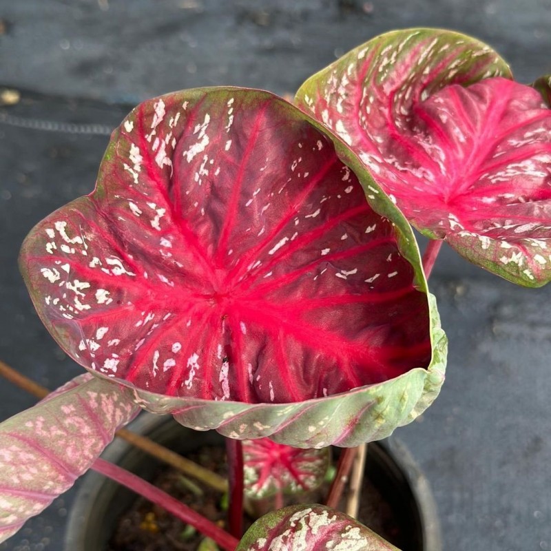 comprar muda de caladium luiza