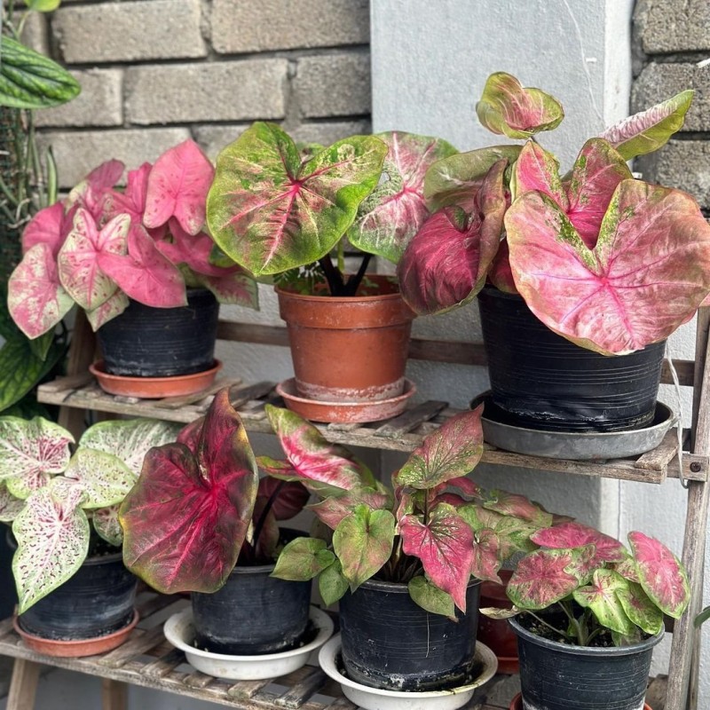 comprar muda de caladium lívia
