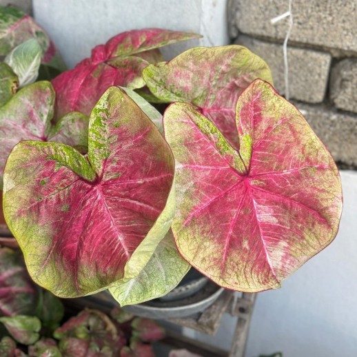 comprar muda de caladium gabriela