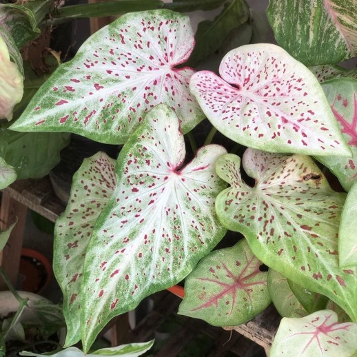 comprar muda de caladium catarina